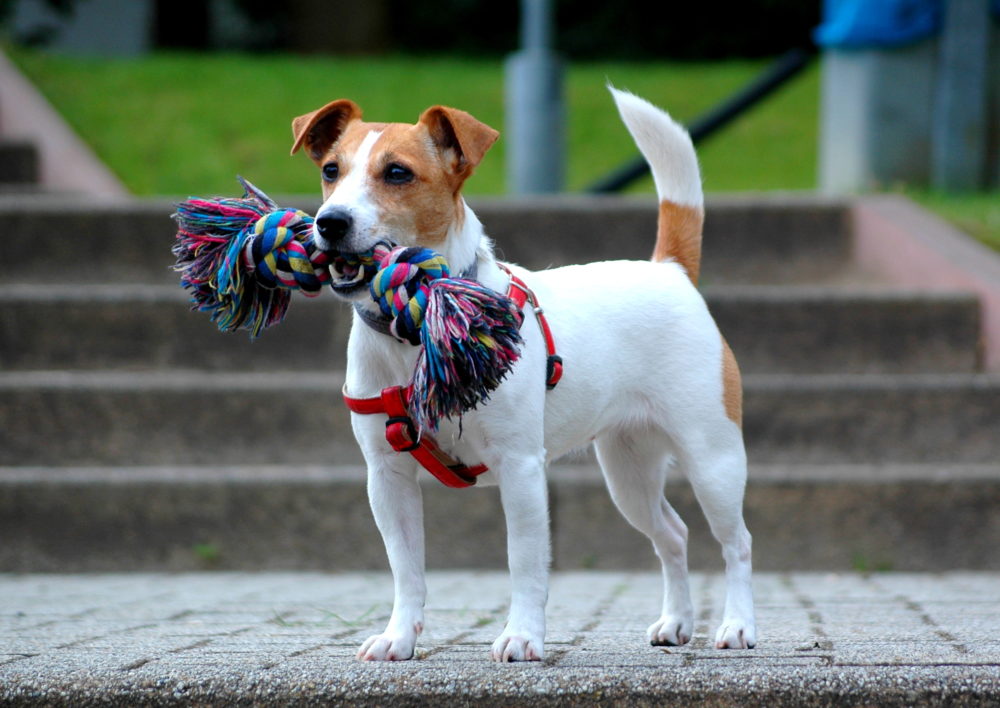 jack-russell-terrier (7)