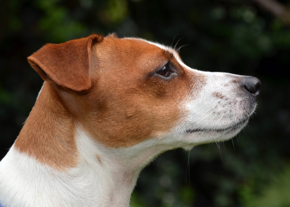 jack-russell-terrier (8)