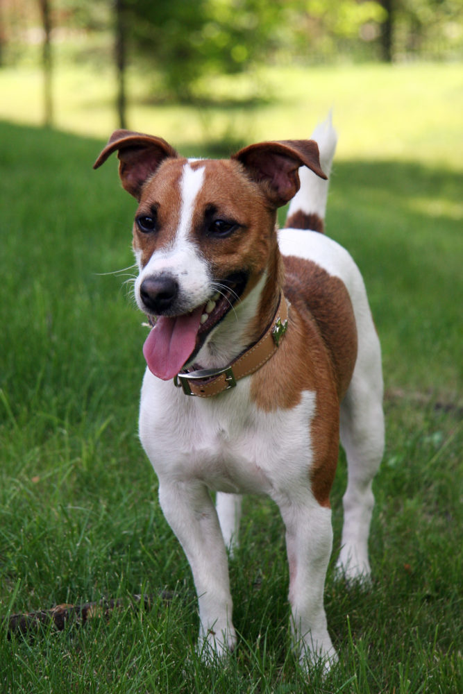 jack-russell-terrier (9)