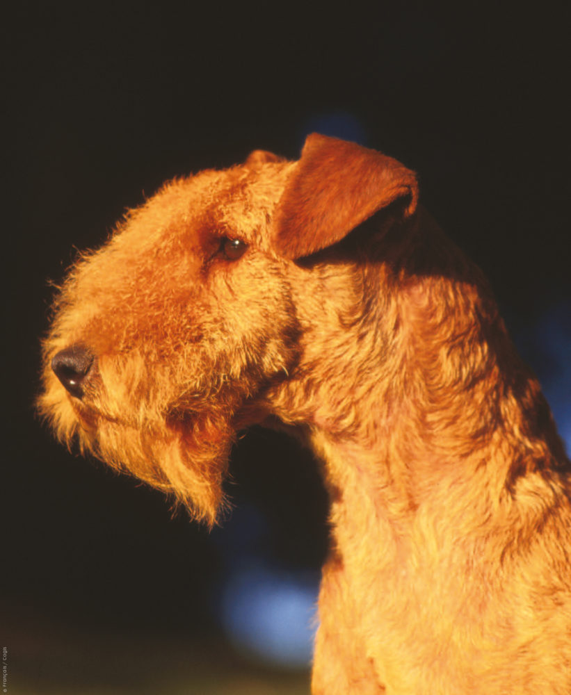 lakeland-terrier (15)