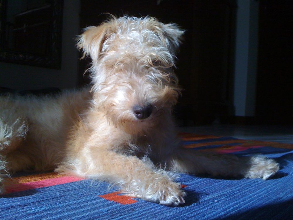 lakeland-terrier (17)