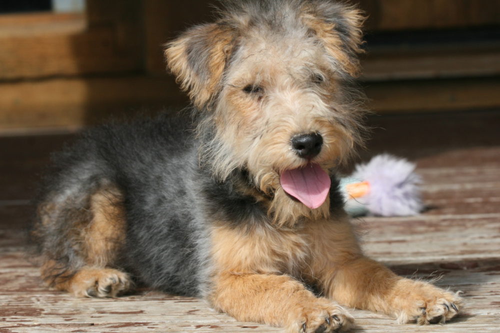 lakeland-terrier (5)