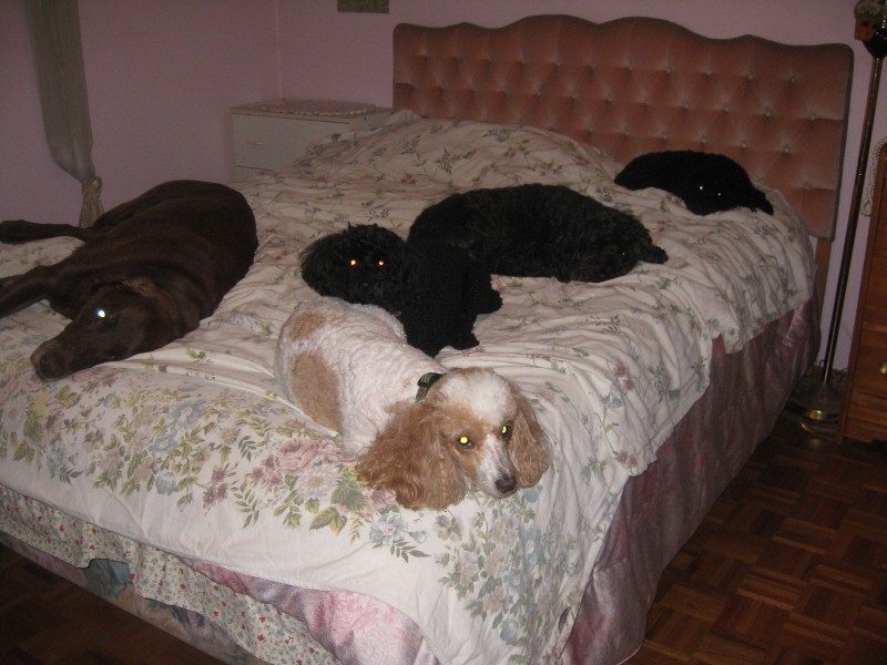 cachorros-cama-cheia (12)