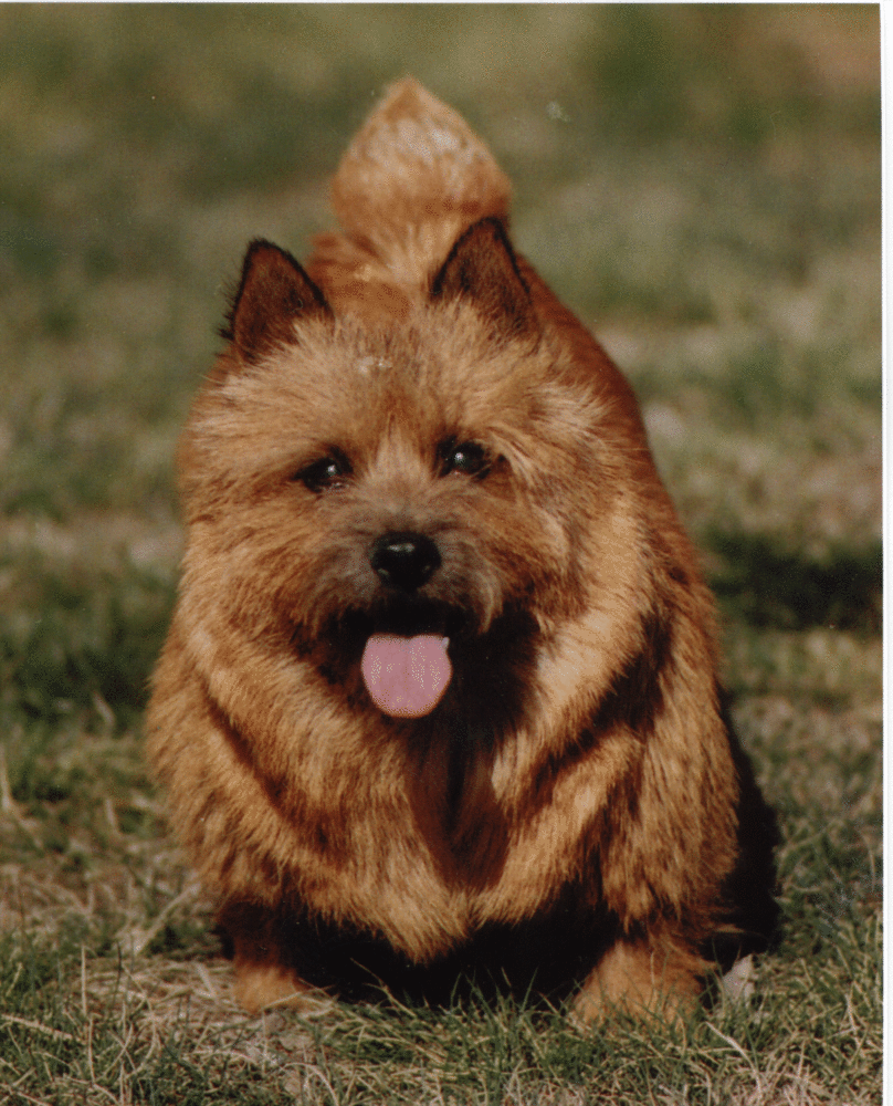 norwich-terrier (1)