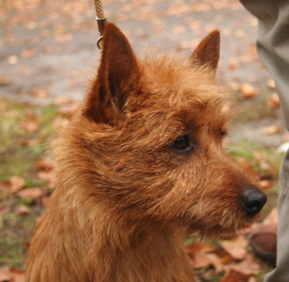 norwich-terrier (11)