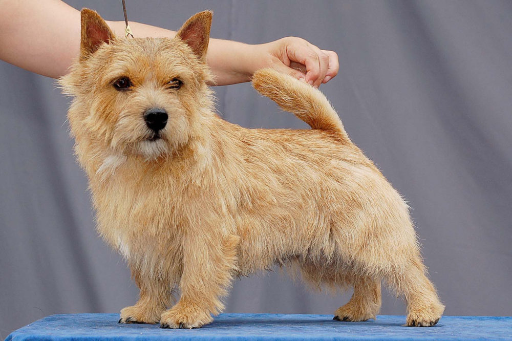 norwich-terrier (18)