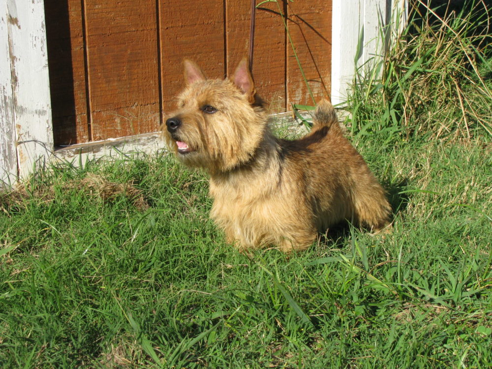 norwich-terrier (21)