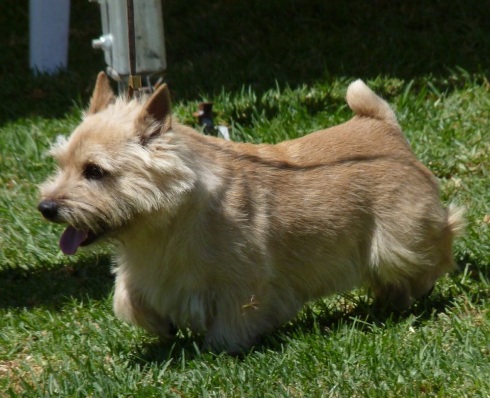 norwich-terrier (3)