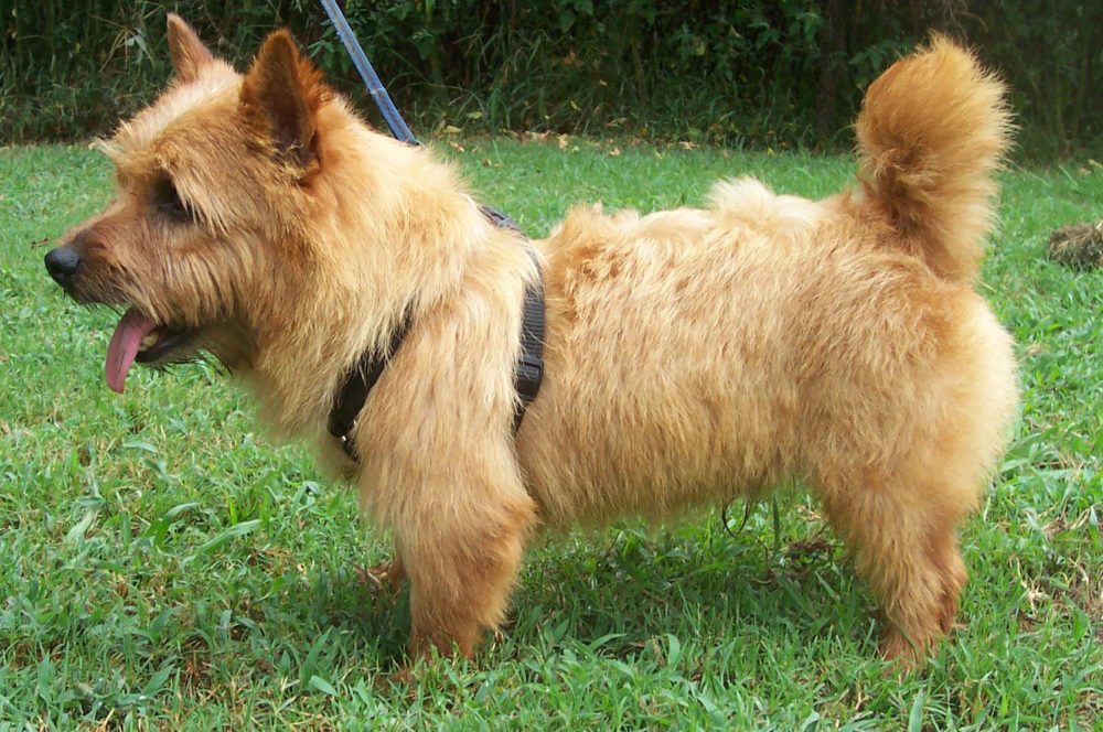 norwich-terrier (7)