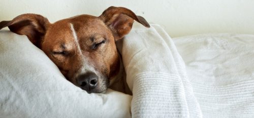 cachorros-cama-dormindo-15
