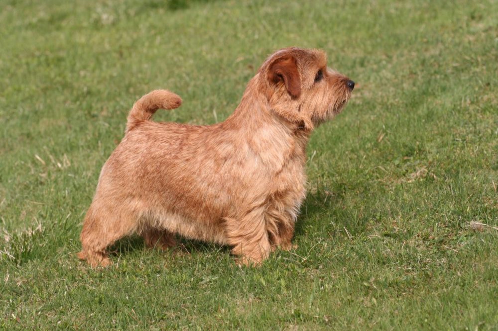 norfolk-terrier (9)