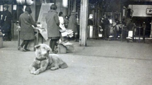 Nova foto divulgada de Hachiko de 1934. Reprodução