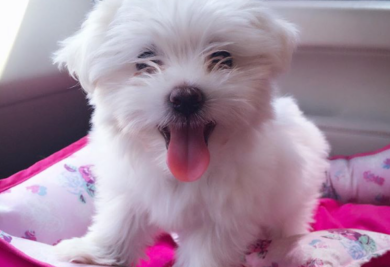 Lilika é a nova cachorrinha de Paula Fernandes. (Foto: Reprodução / Instagram)