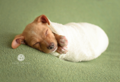 O cãozinho Copper ganhou um ensaio fotográfico de recém-nascido. (Foto: Reprodução / Picture Your Birth)