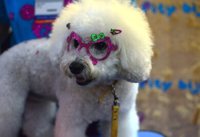 A poodle Pity é a mascote da marca. (Foto: Karina Sakita)