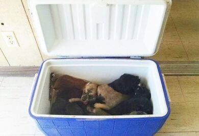 Os filhotes foram abandonados dentro de uma caixa térmica. (Foto: Reprodução / The Dodo / Hunt County Pets Alive)