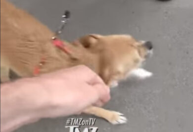 Ignorado pela atriz, um repórter do TMZ notou a cadela e quis fazer carinho nela. (Foto: Reprodução / YouTube TMZ)