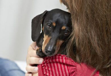 Os cães também podem ficar de luto após a morte de outro animal de estimação da família. (Foto: Reprodução / Dog Time)