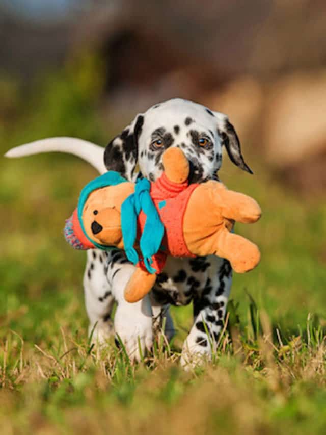 cropped-como-os-cachorros-escolhem-seus-brinquedos-preferidos-pdd4.jpg
