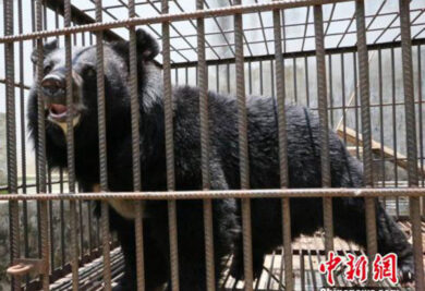 O urso foi encaminhado para um centro de cuidados de animais silvestres. (Foto: Reprodução / Chinanews)
