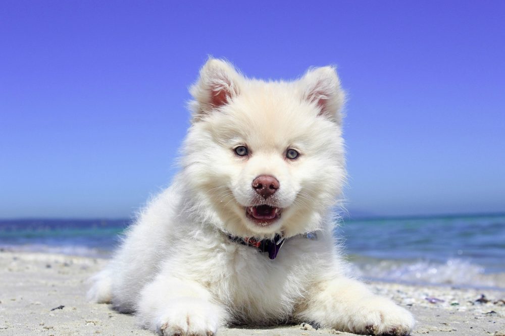 Cachorro branco na areia da praia 
