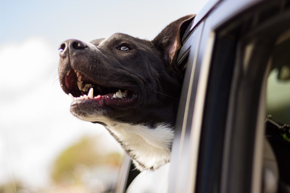 Cão da raça pitbull representa cães no verão