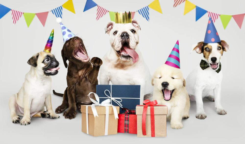Cachorros de raças diversas com chapéus de aniversário