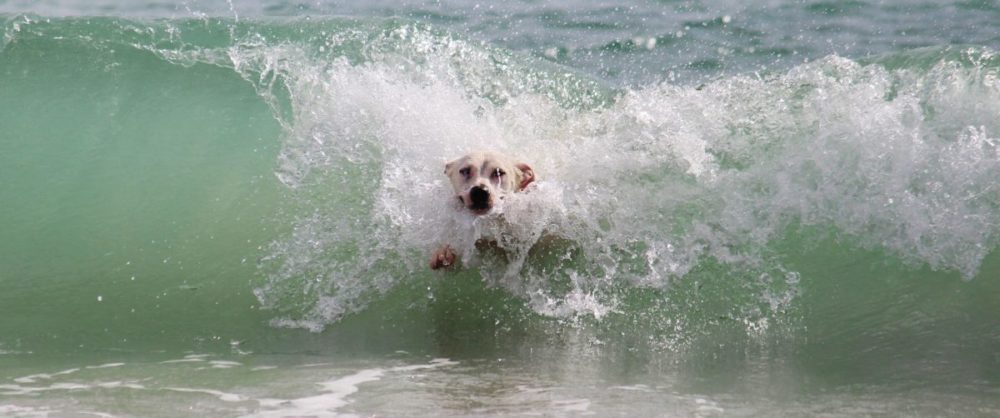 Labrador 'surfando' numa onda do mar