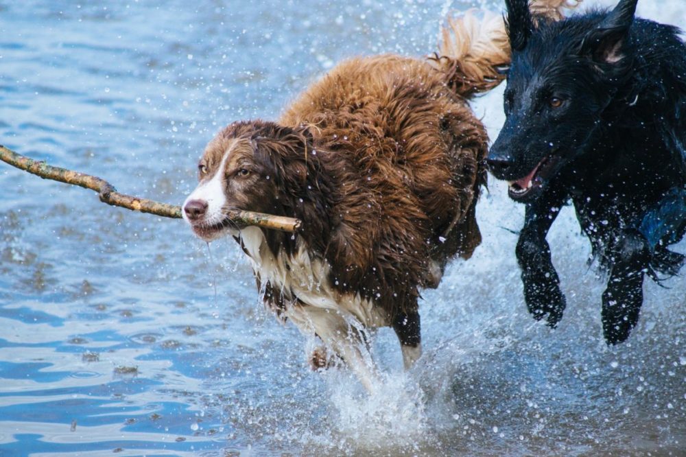 Cães brincando na água com graveto na boca