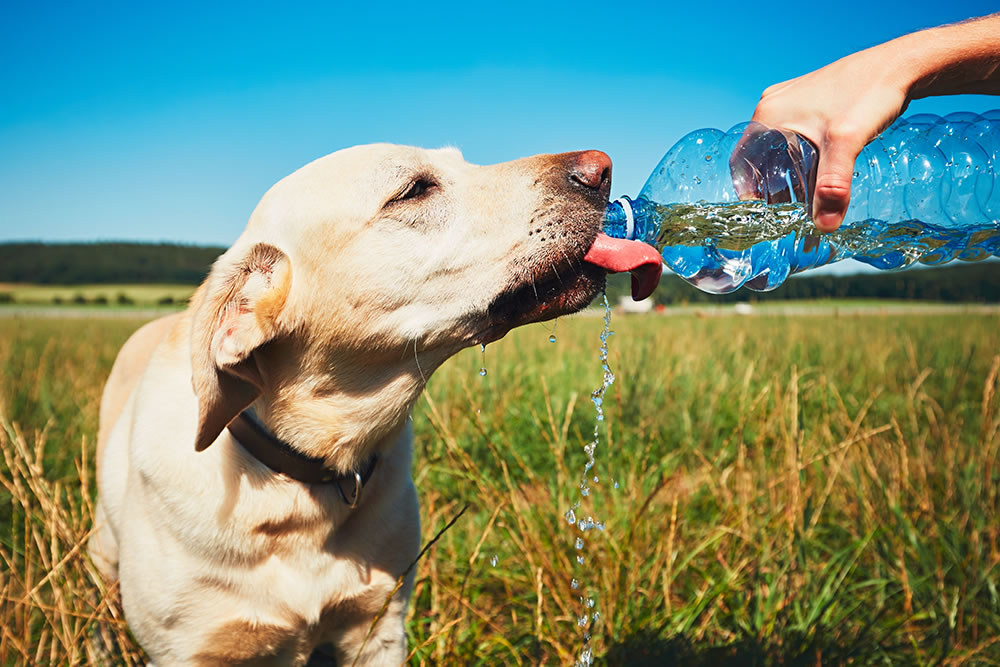Cachorros hidratados, cachorro bebendo água, cachorro hidratação
