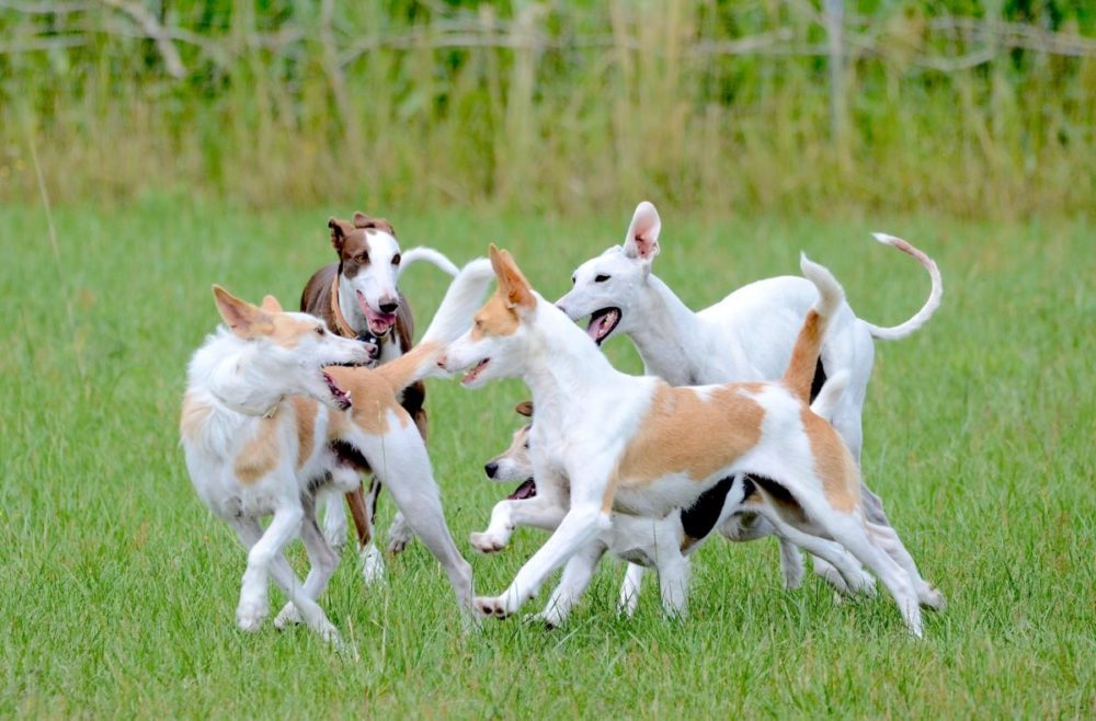 Grupo de cachorros brincando