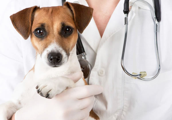Veterinário cachorros, veterinário dog, cachorro no veterinário