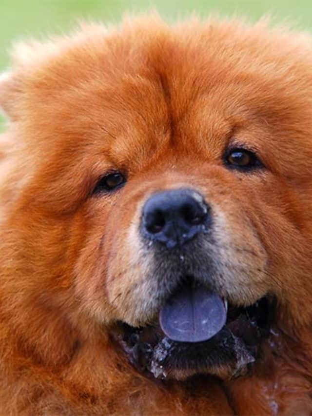cropped-chow-chow-closeup-portrait-drooling.jpg