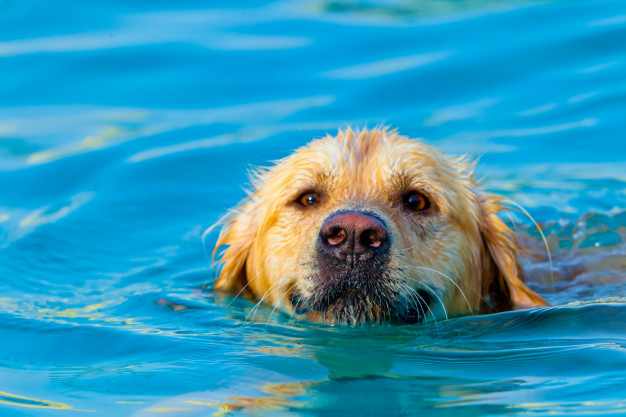 cães adoram nadar