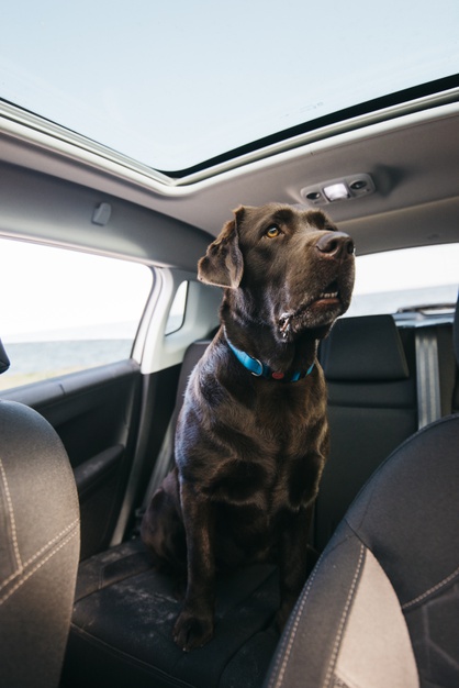 Como levar o cachorro no Uber