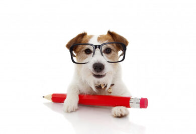 Cachorro com óculos e lápis Foto: Freepik