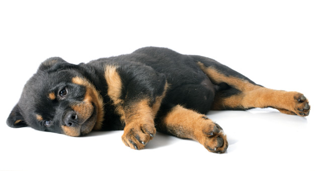 cachorro deitado - adestramento de cães