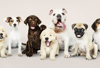 Cães de várias raças Foto: Freepik