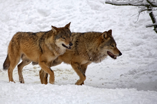 cães e lobos