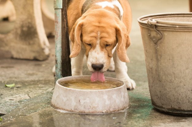 Hidratação canina