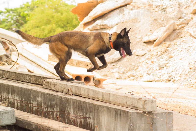 cachorros são treinados para socorrer vítimas em escombros