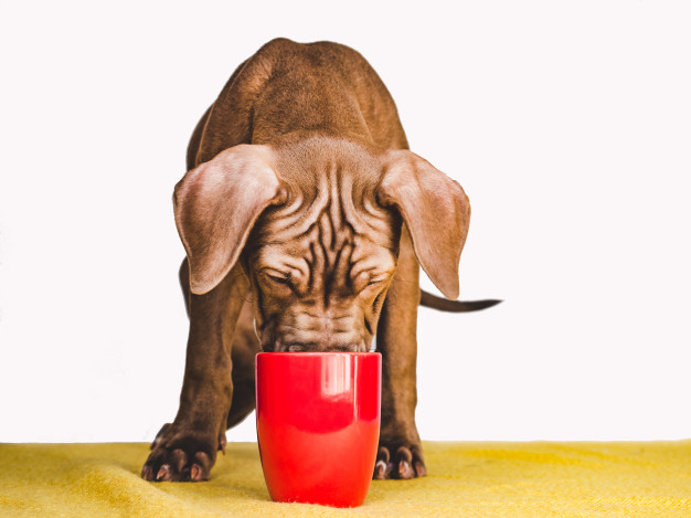 cão bebendo água