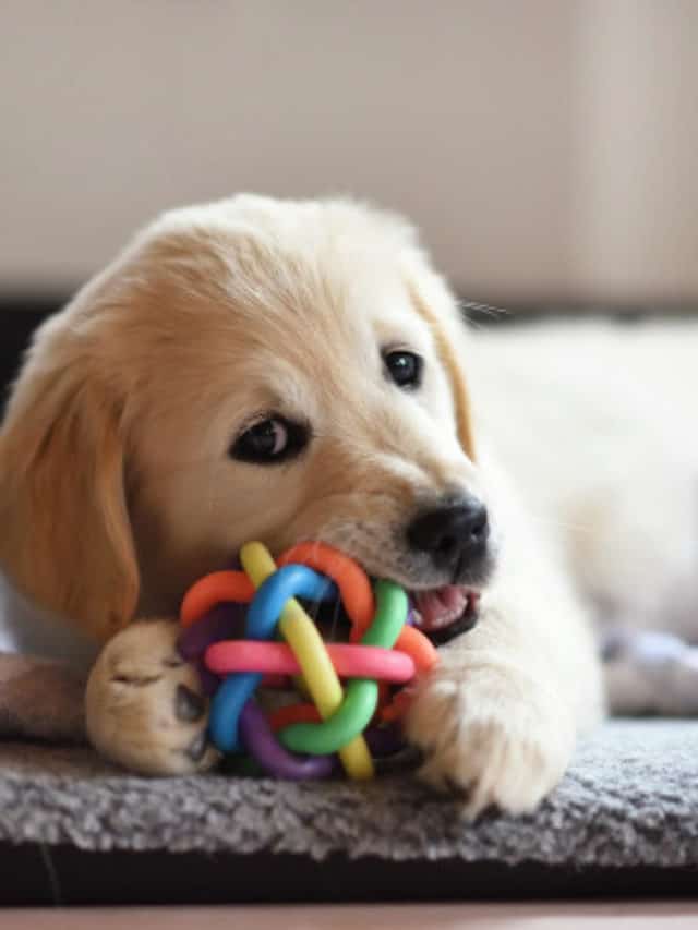 cropped-filhote-de-cachorro-golden-retriever-brincando-com-brinquedo_126745-298.jpg