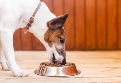 Cachorro comendo ração úmida - Foto: FreePik