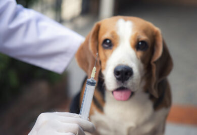 Cachorro doente olhando para seringa na mão do veterinário. Foto: Freepik