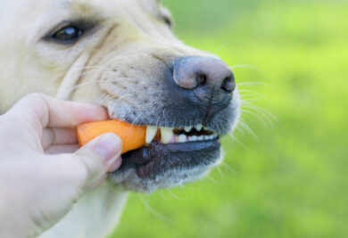 cachorro comendo cenoura - Foto: Freepik