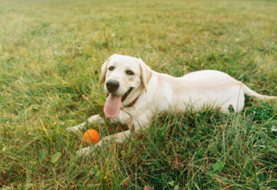 Labrador Retriever - Foto: Freepik
