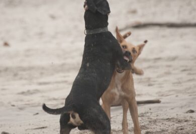Cachorros brigando - Foto: Freepik