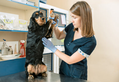Veterinária examinando cão - Foto: Freepik