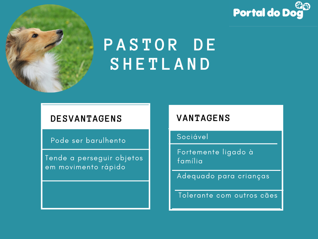 Pastor de Shetland